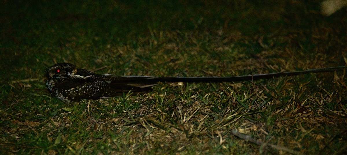 Long-trained Nightjar - ML611358239