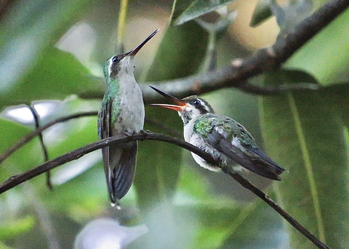 Canivet's Emerald - ML611358294