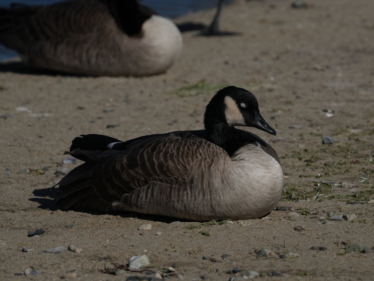 Canada Goose - ML611358332