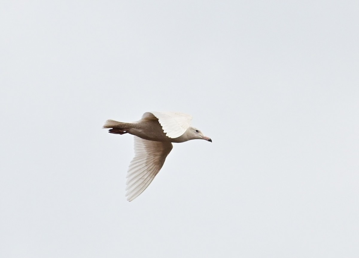 Glaucous Gull - James Barber