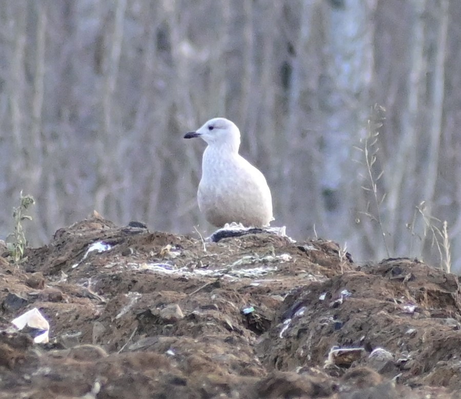 Iceland Gull - James Barber