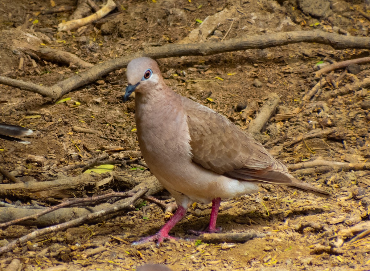 White-tipped Dove - eildert beeftink