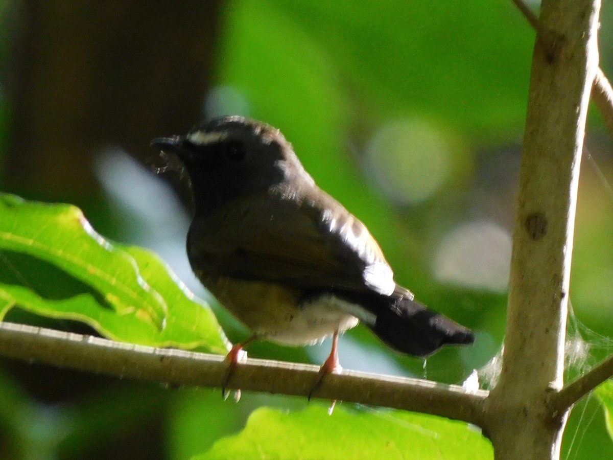Snowy-browed Flycatcher - ML611358476