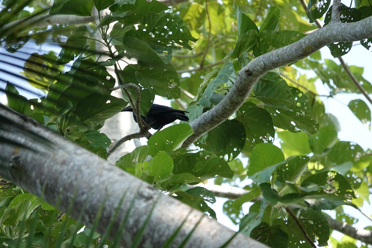 Long-billed Crow - ML611358544