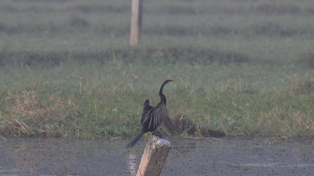 Anhinga Asiática - ML611358551