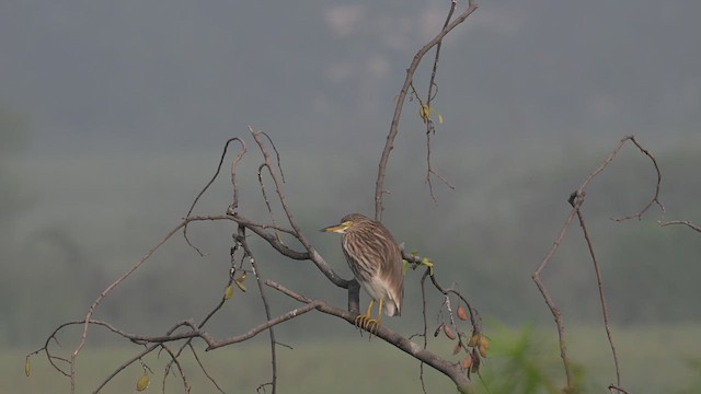 Indian Pond-Heron - ML611358554