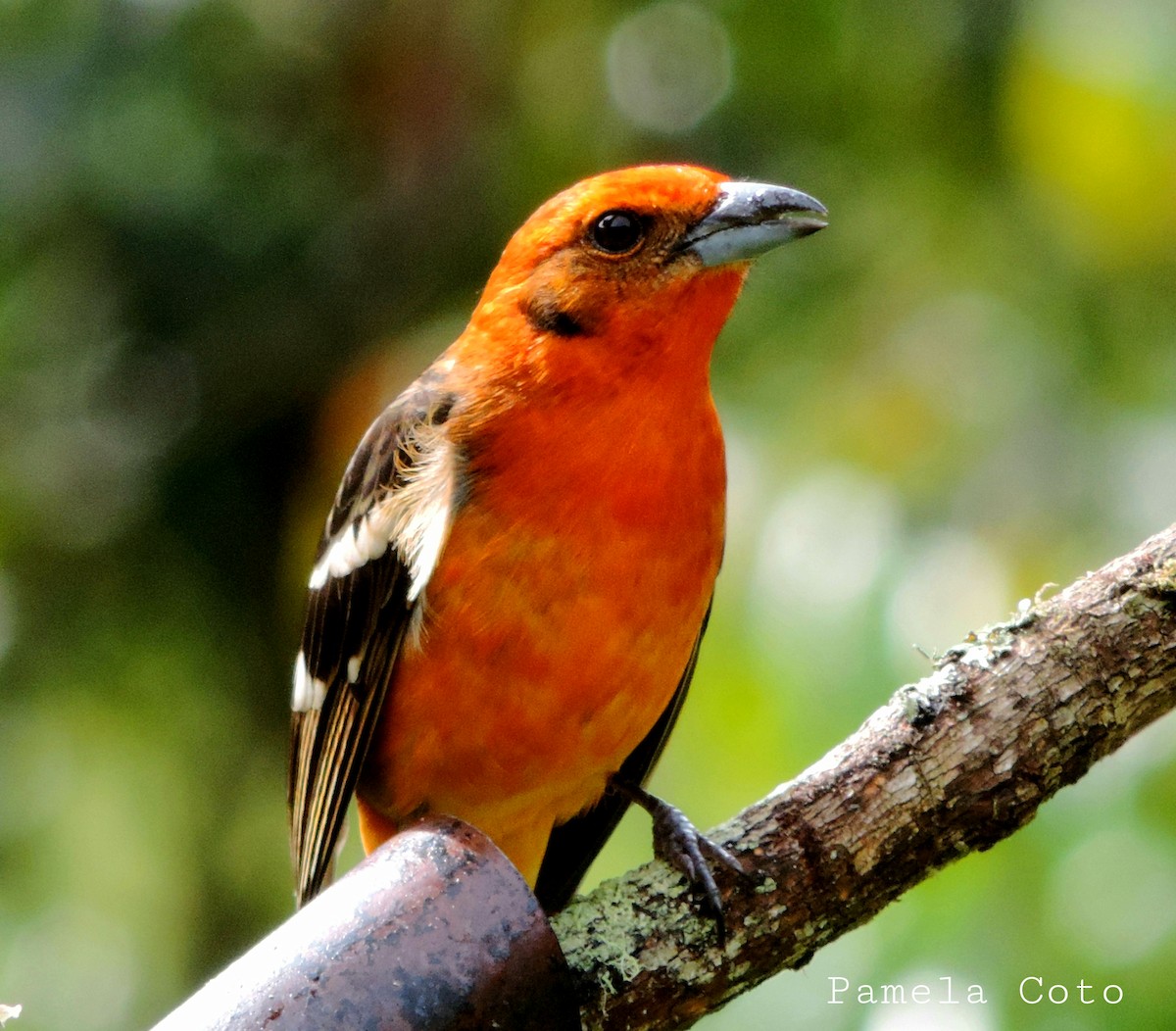 Flame-colored Tanager - ML611358560