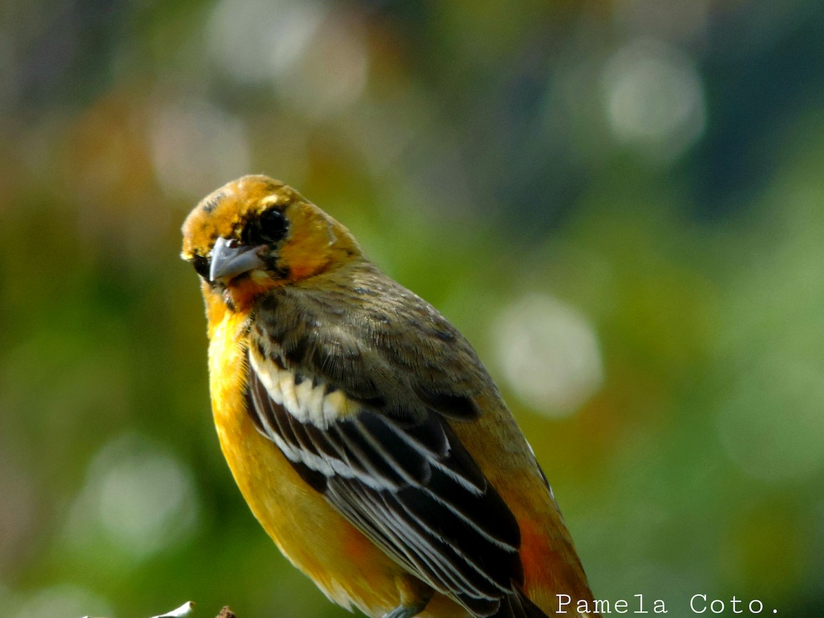 Flame-colored Tanager - ML611358566