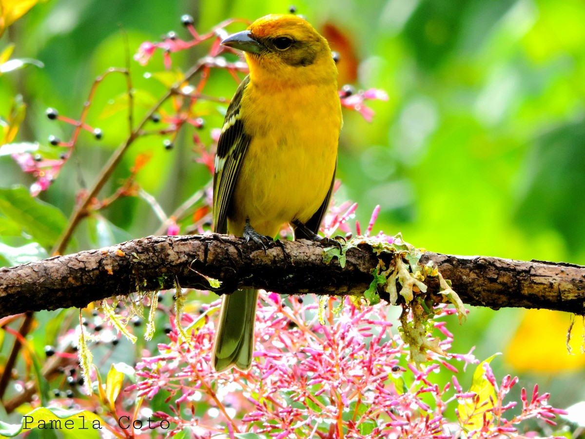 Flame-colored Tanager - ML611358567