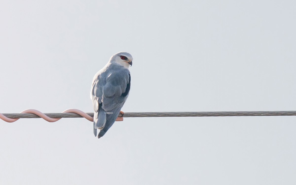 Black-winged Kite - ML611358577