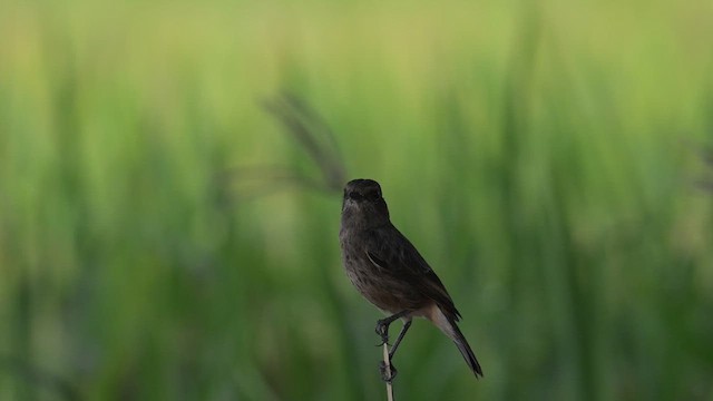 Pied Bushchat - ML611358578