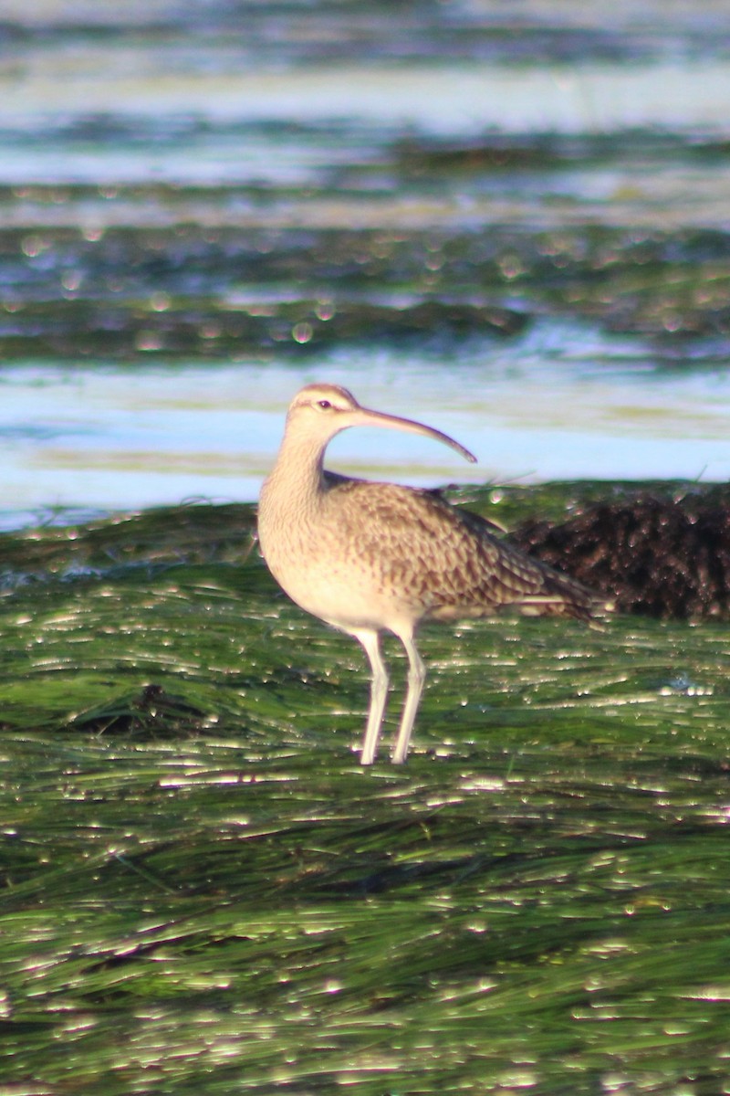 Whimbrel - ML611358660