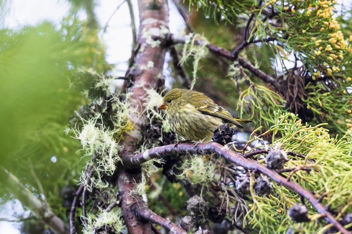 Antillean Siskin - ML611358667