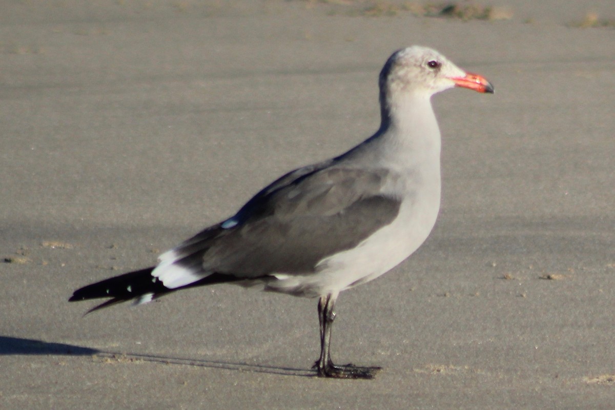 Heermann's Gull - ML611358678