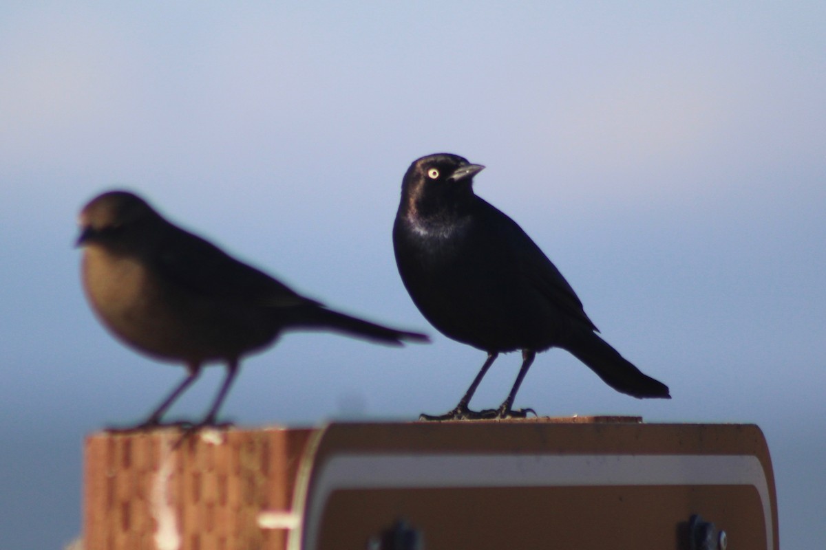 Brewer's Blackbird - ML611358693