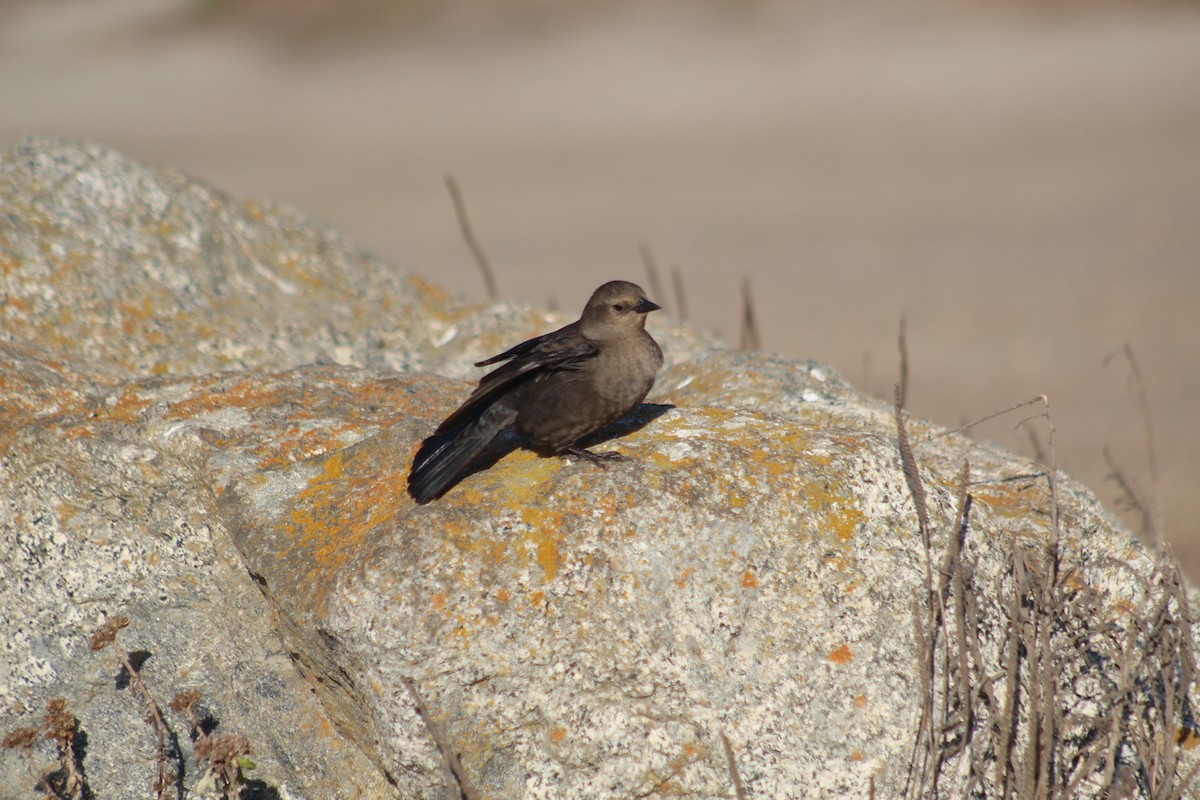 Brewer's Blackbird - ML611358694
