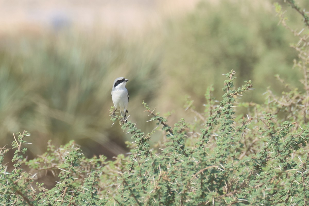 Great Gray Shrike (Arabian) - ML611358704