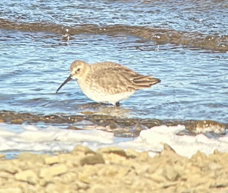 Dunlin - ML611358723