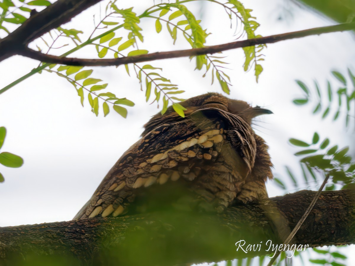 Philippine Nightjar - ML611358726