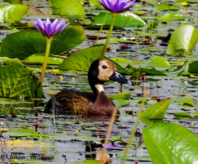 White-faced Whistling-Duck - Susan Mac