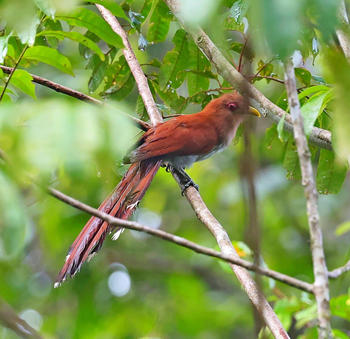 Squirrel Cuckoo - ML611358797