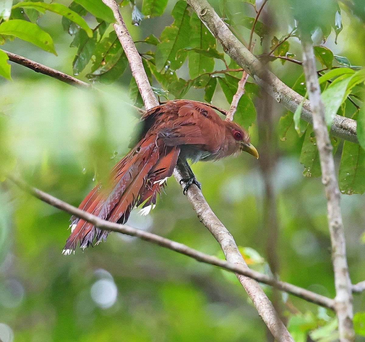 Squirrel Cuckoo - ML611358798