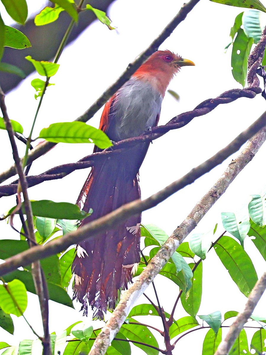 Squirrel Cuckoo - ML611358799