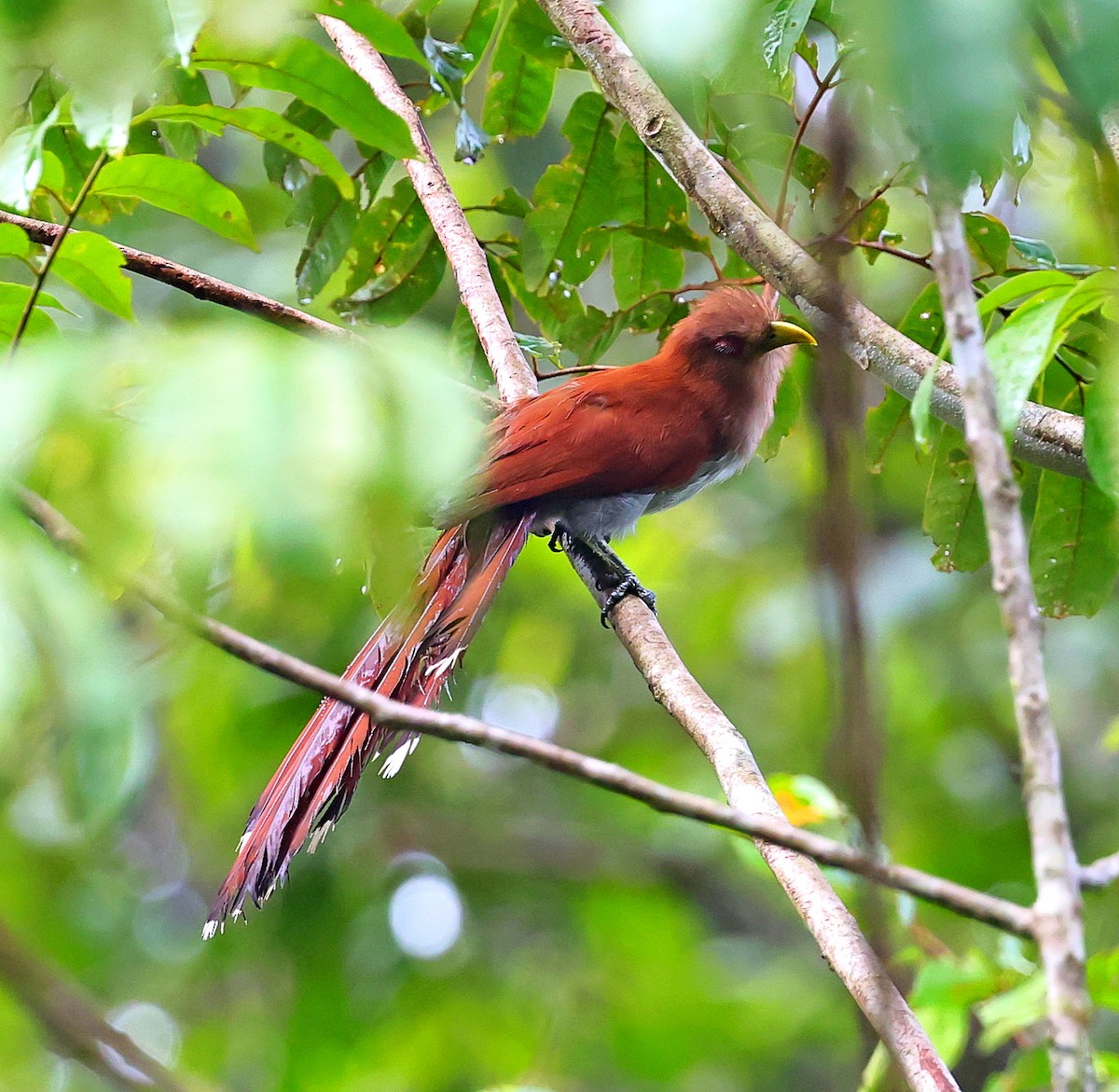 Squirrel Cuckoo - ML611358800