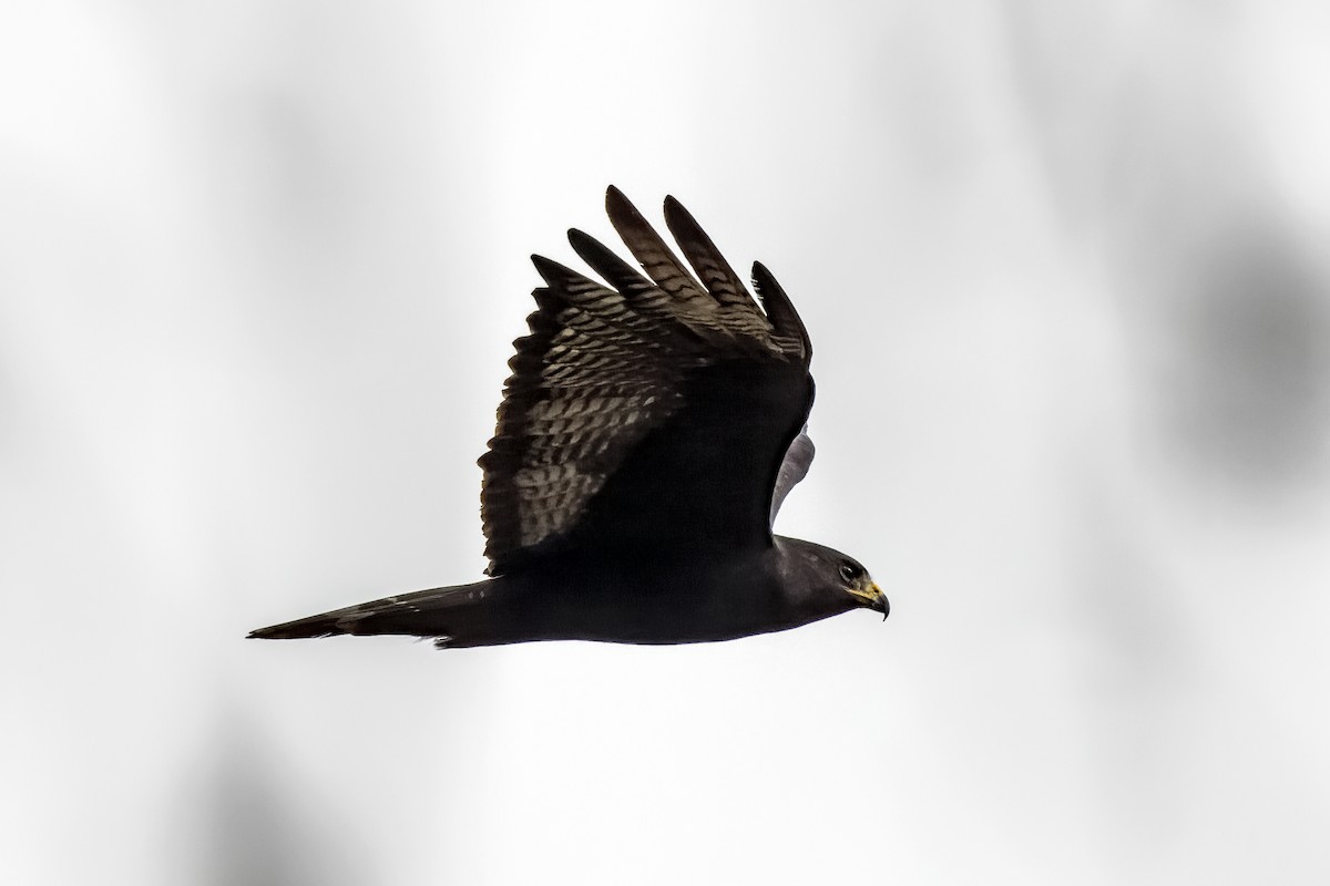 Zone-tailed Hawk - ML611358886