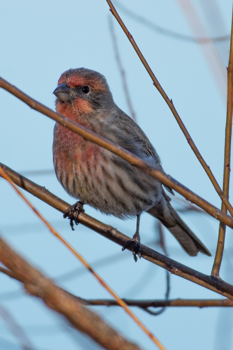 House Finch - ML611358955