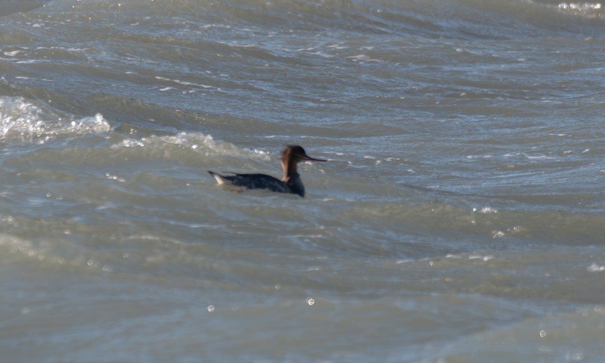 Red-breasted Merganser - Giota Bourneli