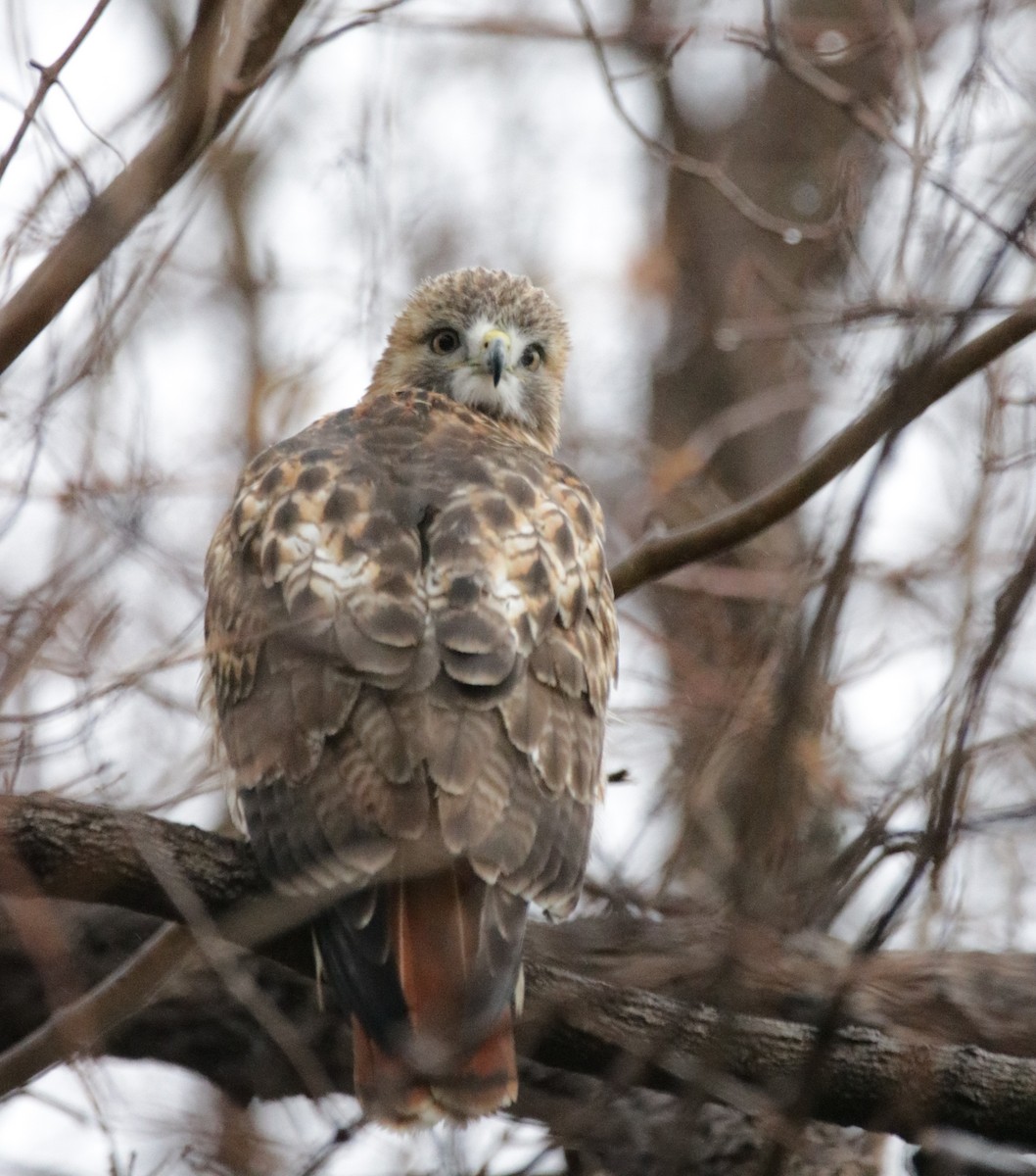 Red-tailed Hawk - Kate Schnurr