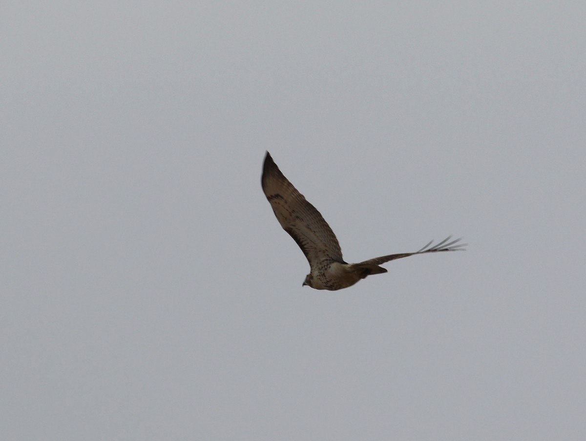 Red-tailed Hawk - ML611359070