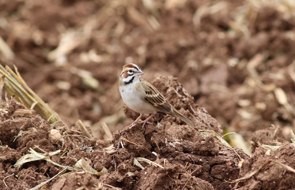 Lark Sparrow - Laura Sare