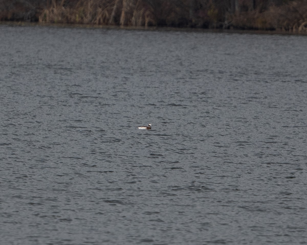 Long-tailed Duck - ML611359081