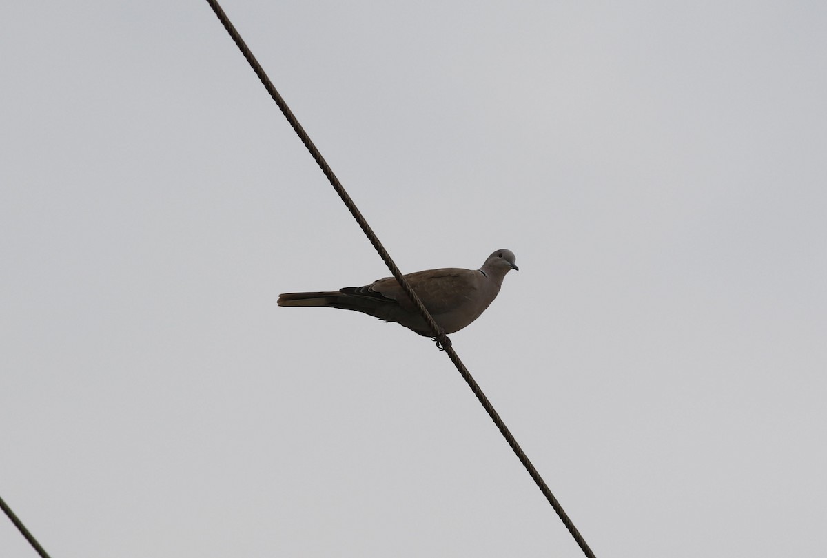 Eurasian Collared-Dove - ML611359099