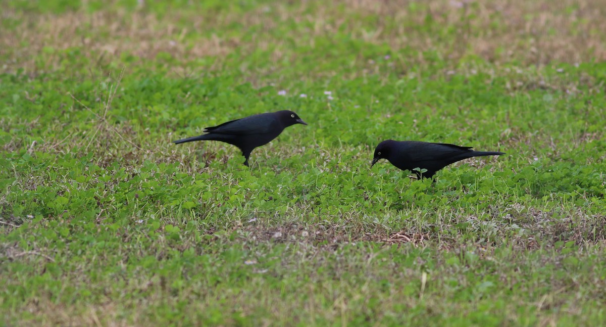 Brewer's Blackbird - ML611359113