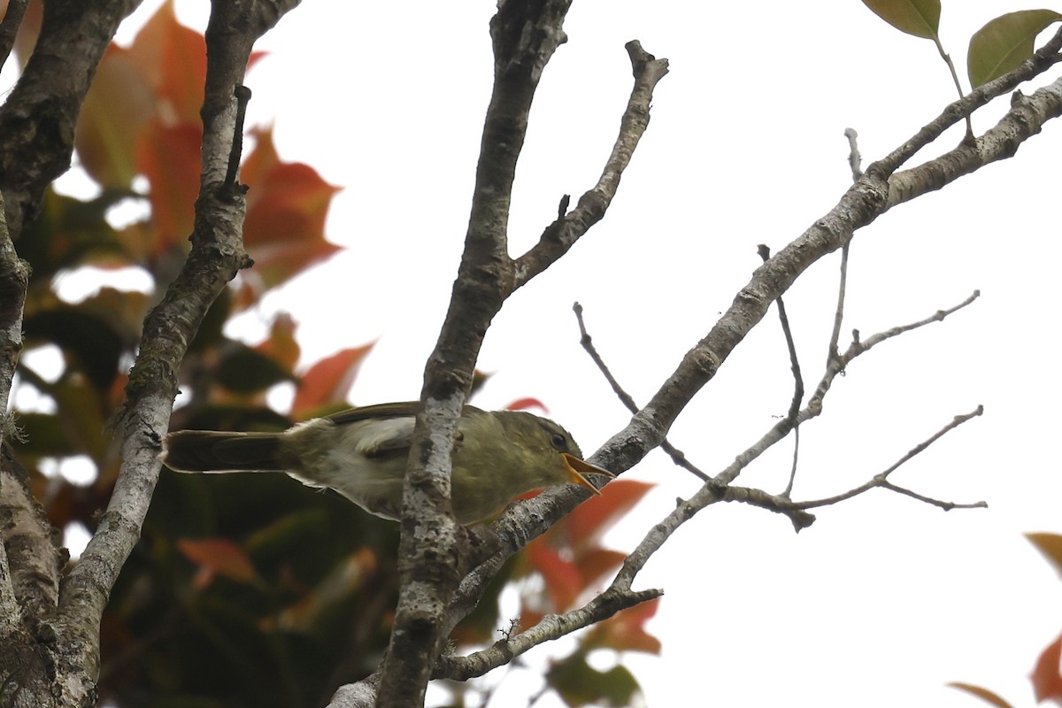 Cryptic Warbler - Daniel Branch