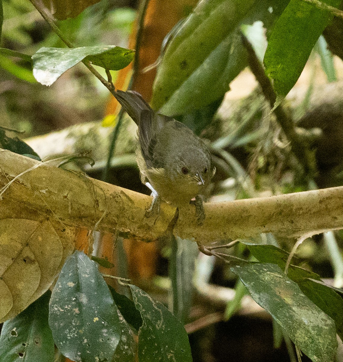 Olive Straightbill - fraser mcconnell