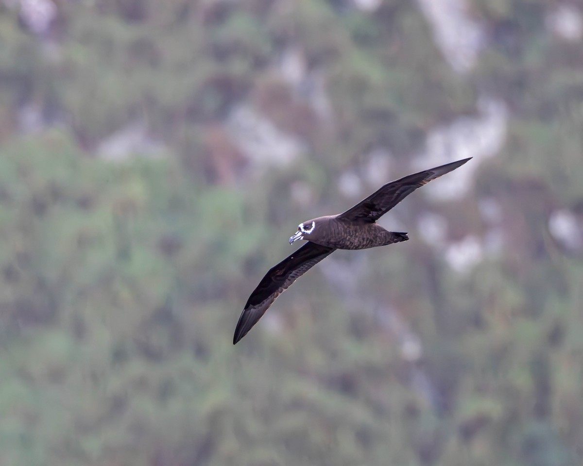 Spectacled Petrel - Per Smith