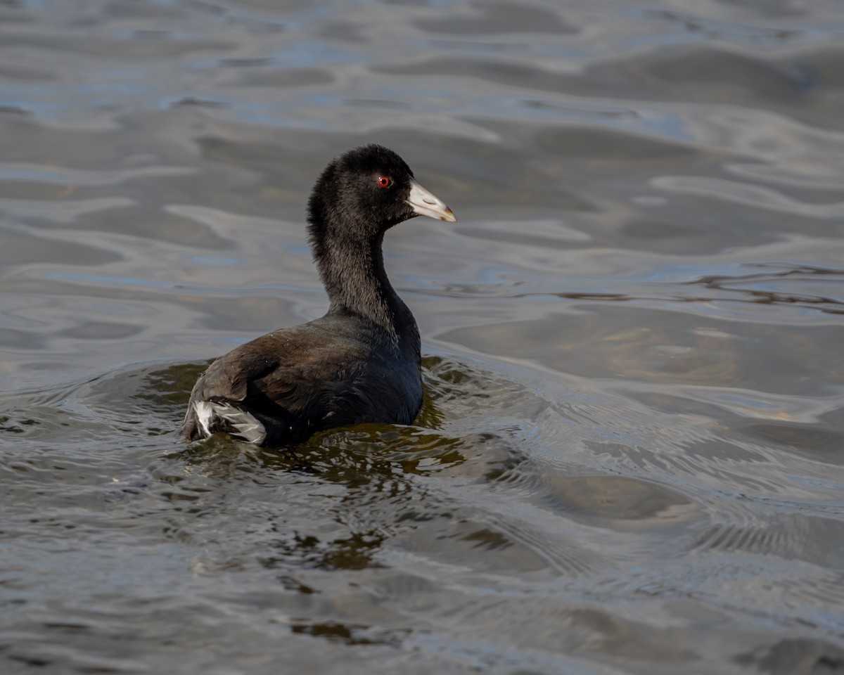 American Coot (Red-shielded) - Dorrie Holmes