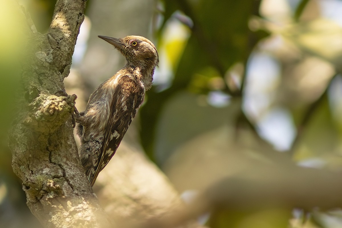 Brown-capped Pygmy Woodpecker - ML611359246