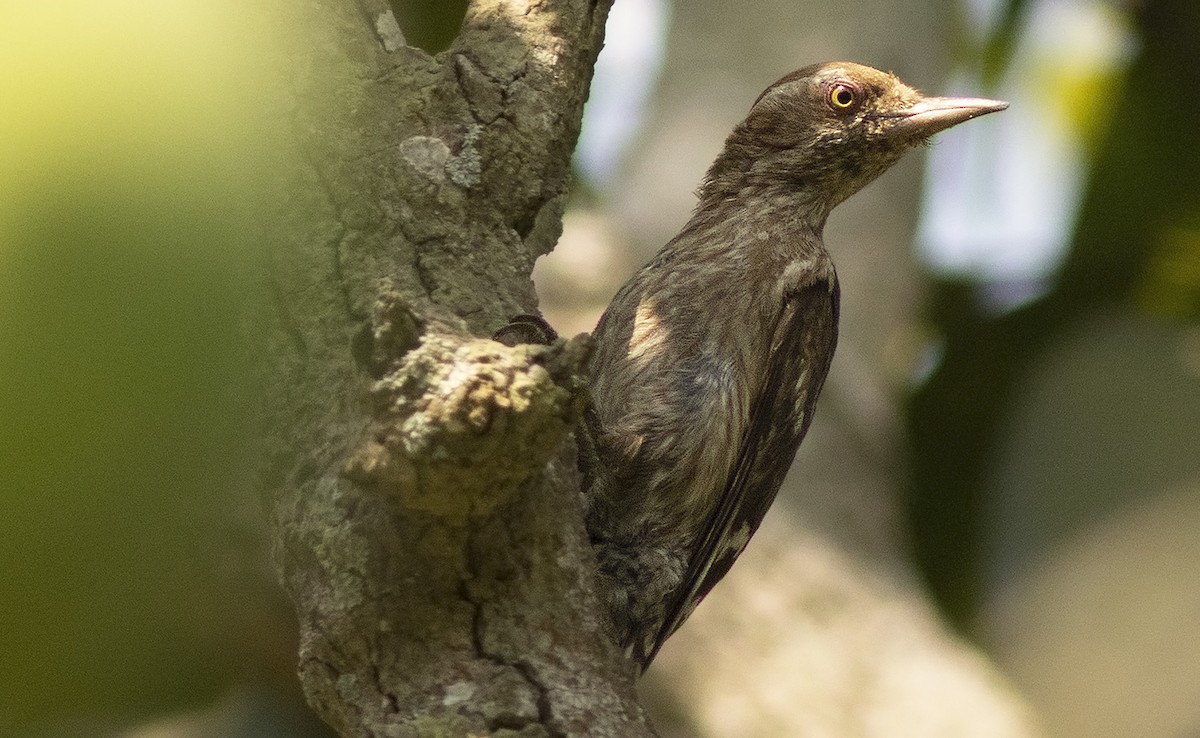 Brown-capped Pygmy Woodpecker - ML611359256