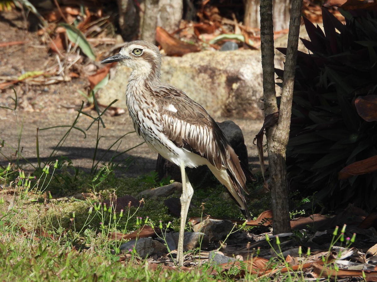 Bush Thick-knee - ML611359258