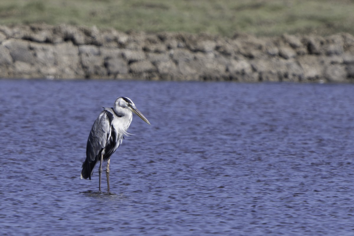 Gray Heron (Madagascar) - Graham Gerdeman