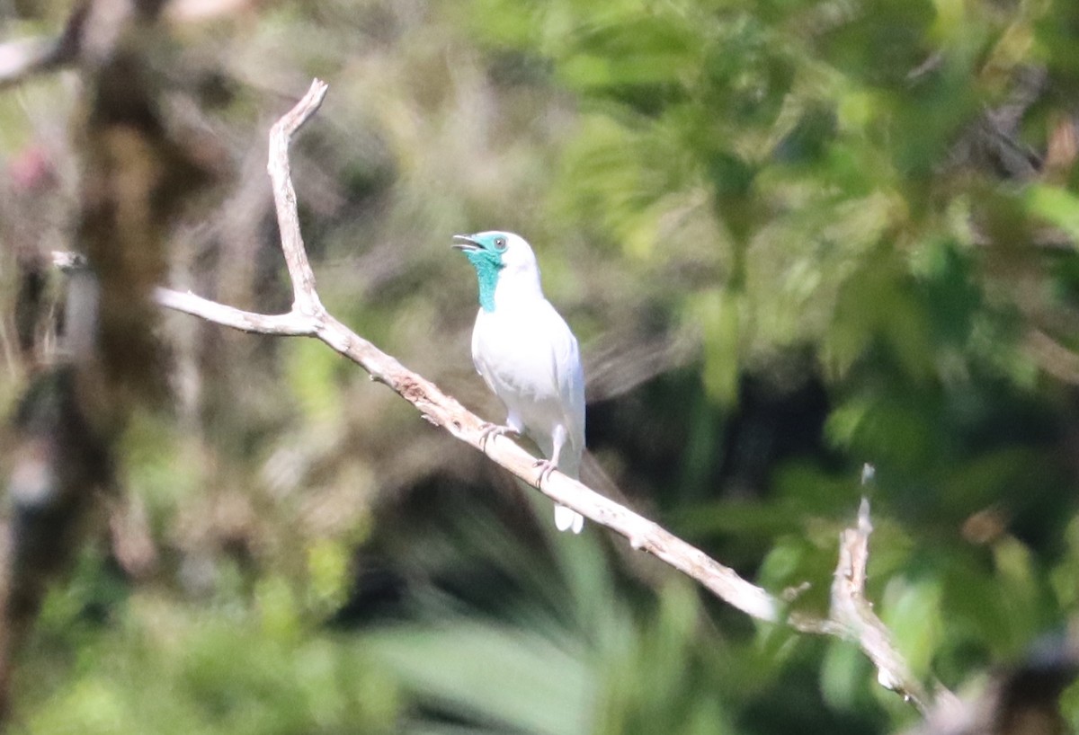 Bare-throated Bellbird - ML611359281