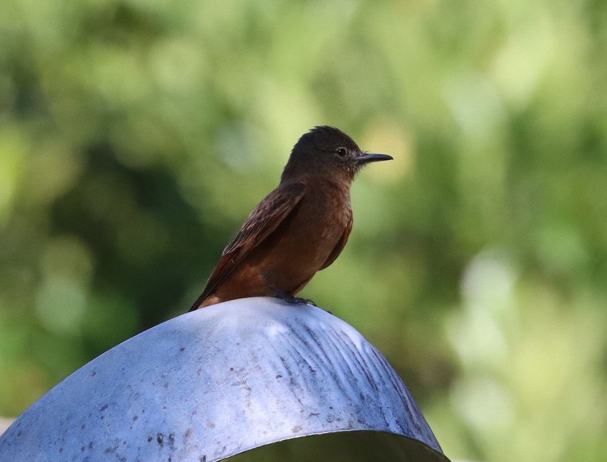 Cliff Flycatcher - Ricardo Lopez Z.