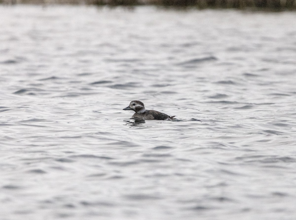 Long-tailed Duck - ML611359323