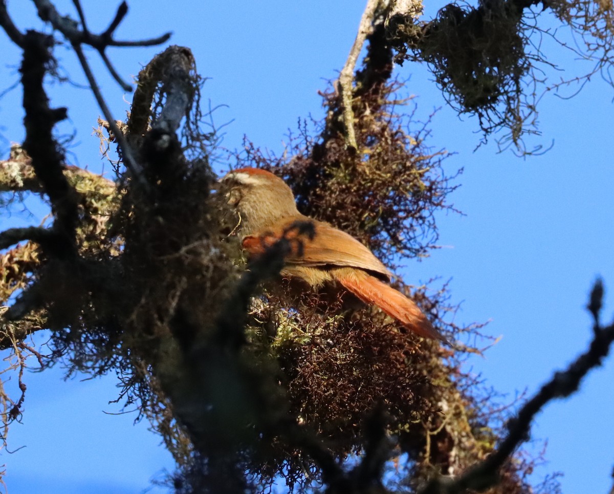 Pallid Spinetail - ML611359336