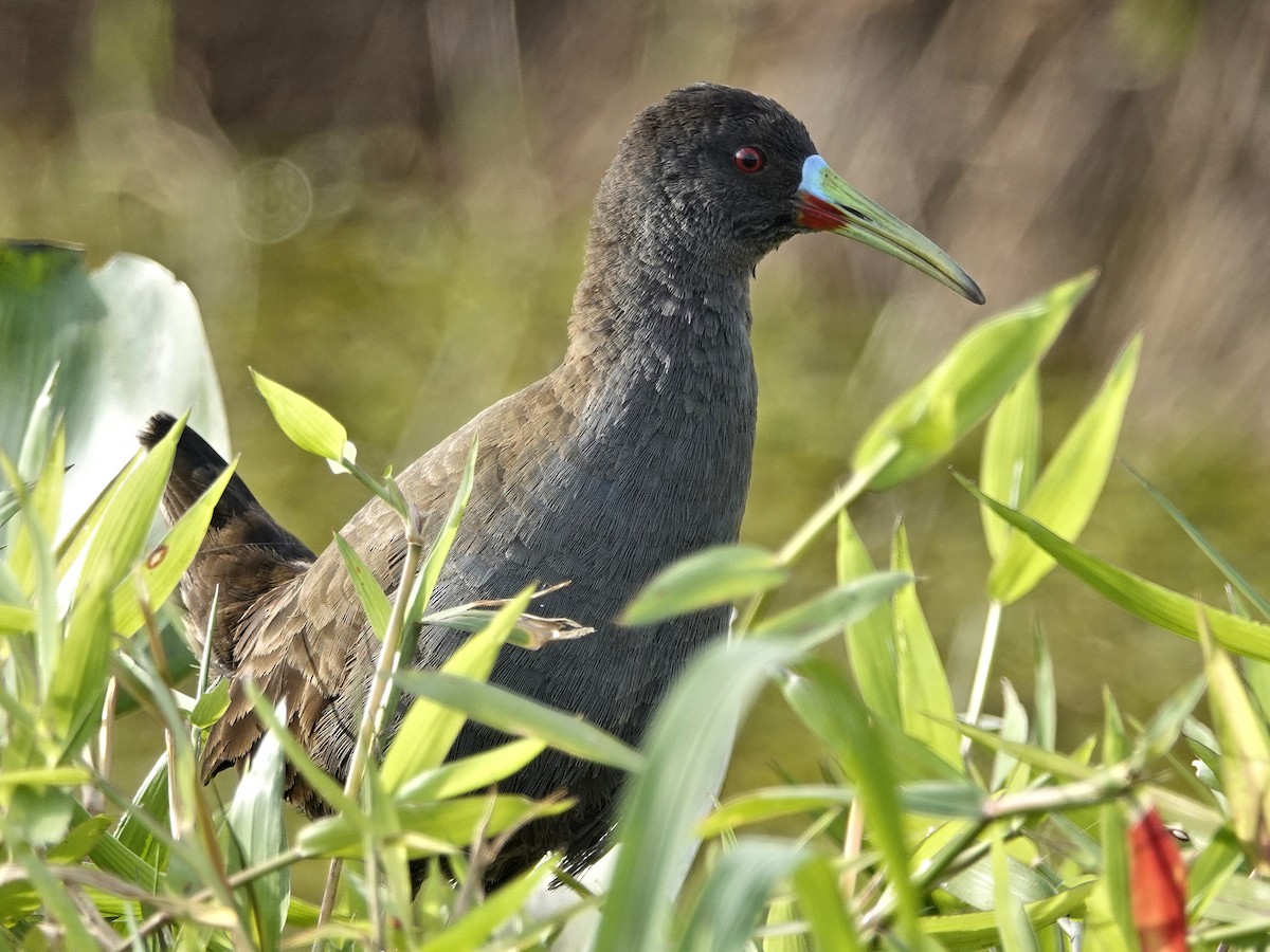 Plumbeous Rail - ML611359366